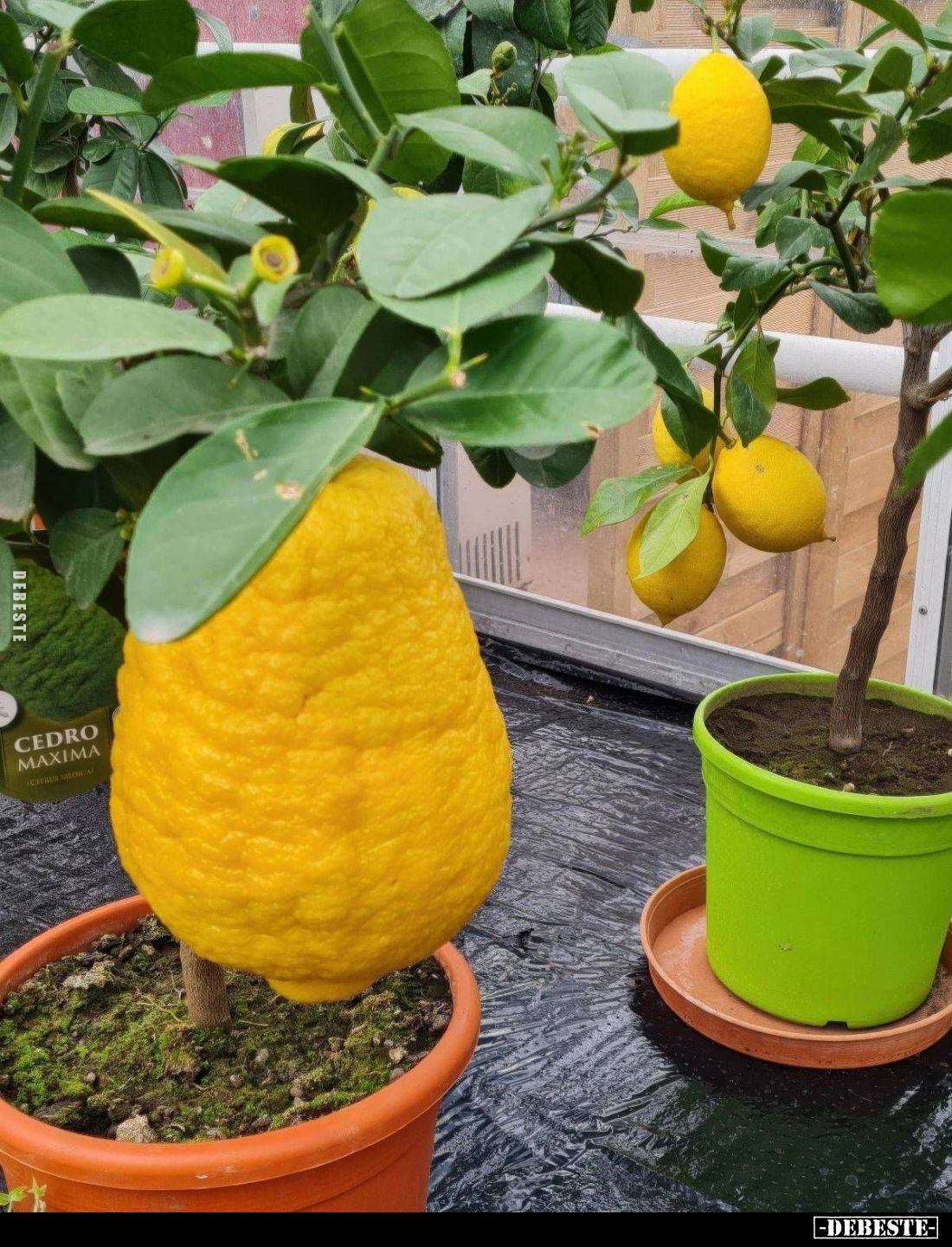  - Lustige Bilder | DEBESTE.de