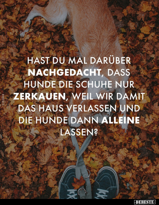 Hast du mal darüber nachgedacht, dass Hunde die Schuhe nur.. - Lustige Bilder | DEBESTE.de