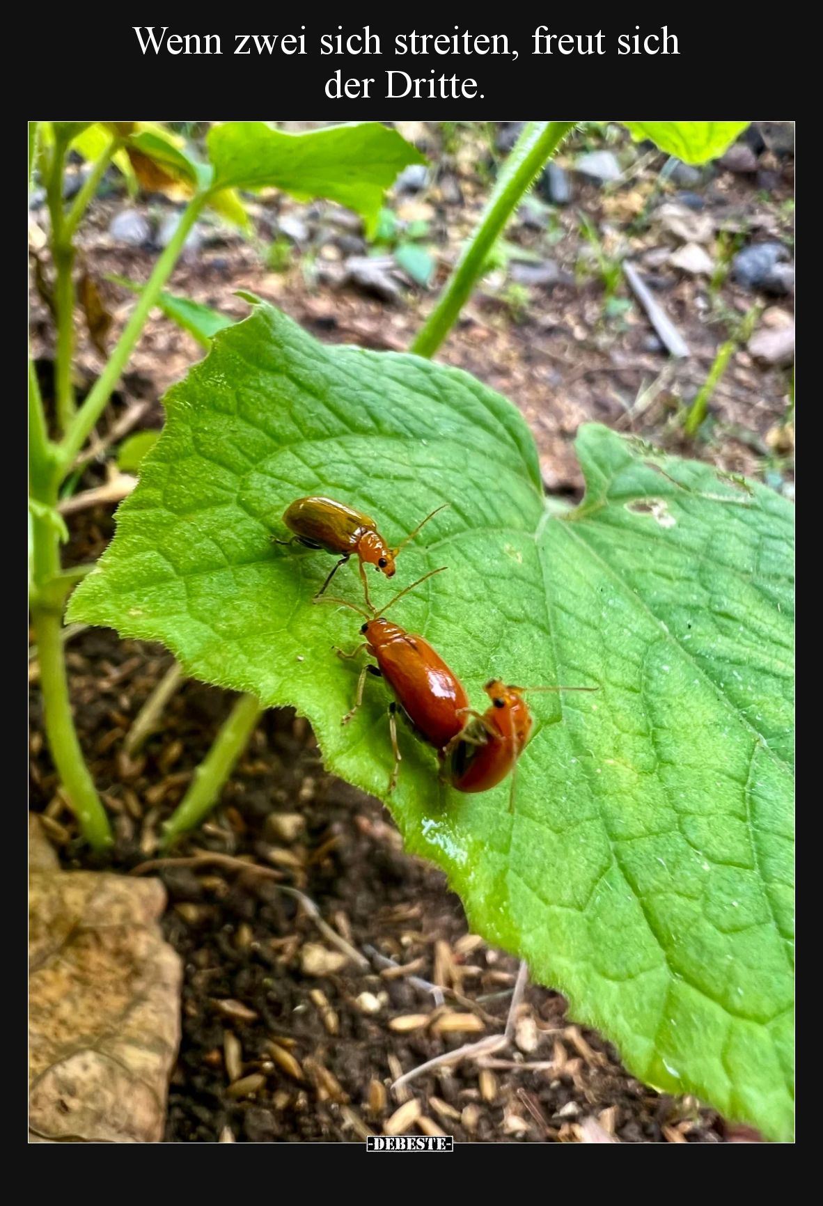 Wenn zwei sich streiten, freut sich der Dritte.