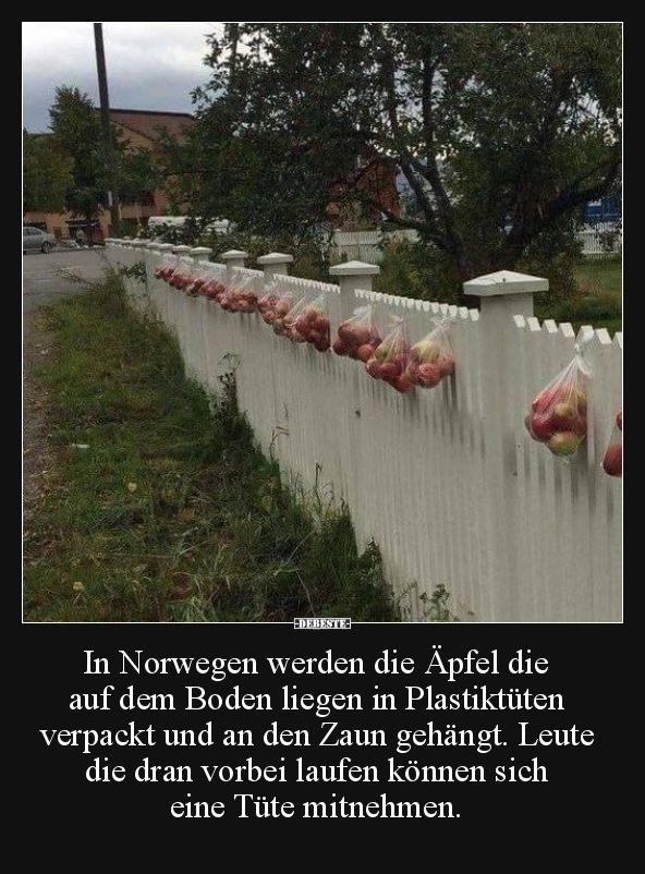 In Norwegen werden die Äpfel.. - Lustige Bilder | DEBESTE.de