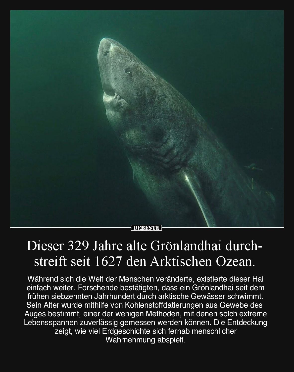 Dieser 329 Jahre alte Grönlandhai durchstreift seit 1627 den Arktischen Ozean. Während sich die Welt der Menschen veränderte,...