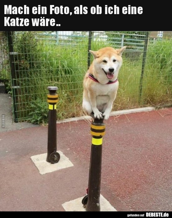 Mach ein Foto, als ob ich eine  Katze wäre..