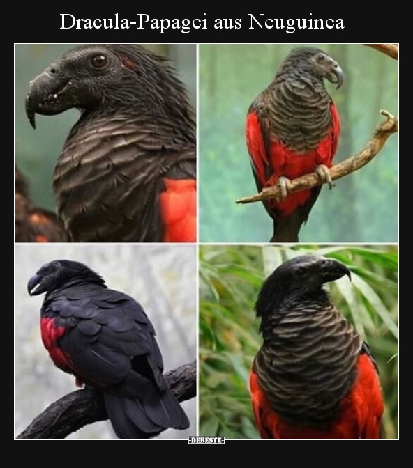 Dracula-Papagei aus Neuguinea.. - Lustige Bilder | DEBESTE.de