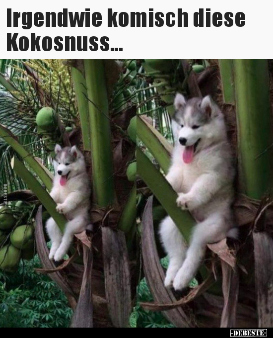 Irgendwie komisch diese Kokosnuss... - Lustige Bilder | DEBESTE.de
