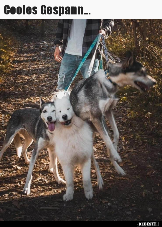 Cooles Gespann... - Lustige Bilder | DEBESTE.de