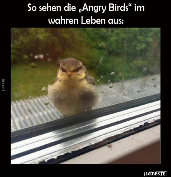So sehen die "Angry Birds" im wahren Leben aus.. - Lustige Bilder | DEBESTE.de