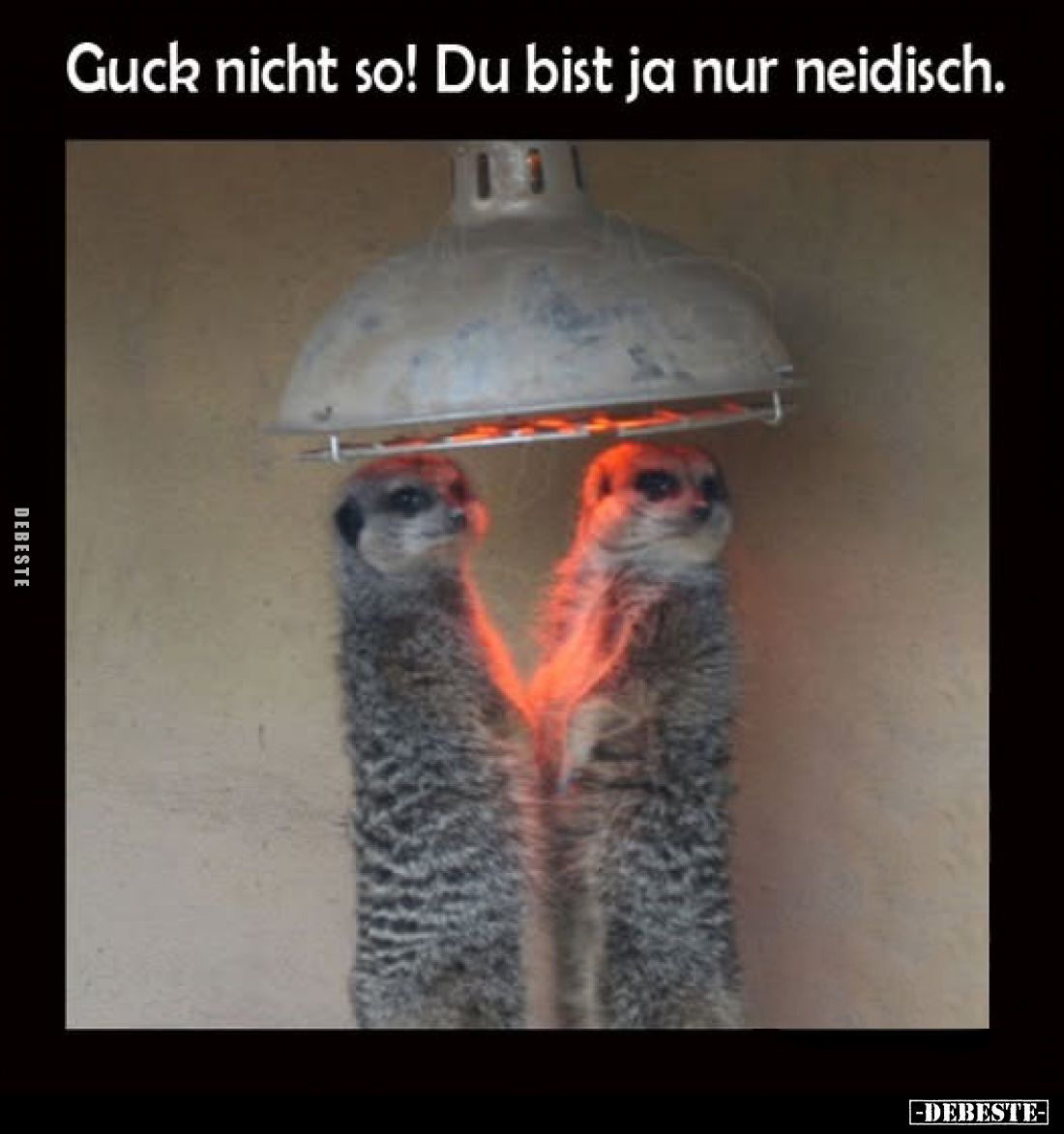 Guck nicht so! Du bist ja nur neidisch.