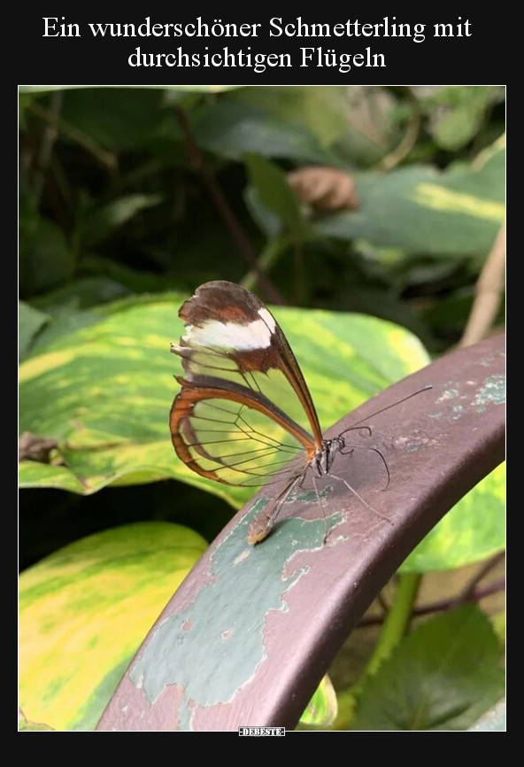Ein wunderschöner Schmetterling mit durchsichtigen.. - Lustige Bilder | DEBESTE.de