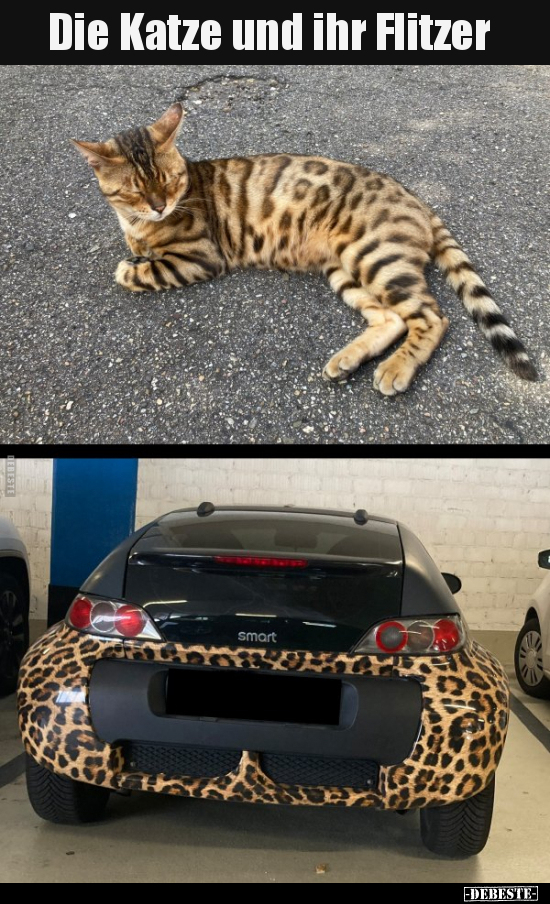 Die Katze und ihr Flitzer..