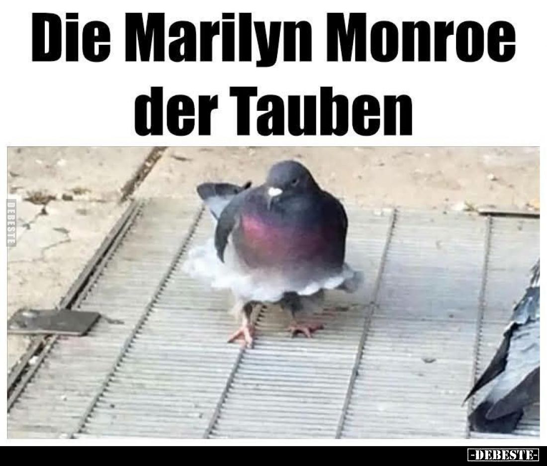 Die Marilyn Monroe der Tauben.. - Lustige Bilder | DEBESTE.de