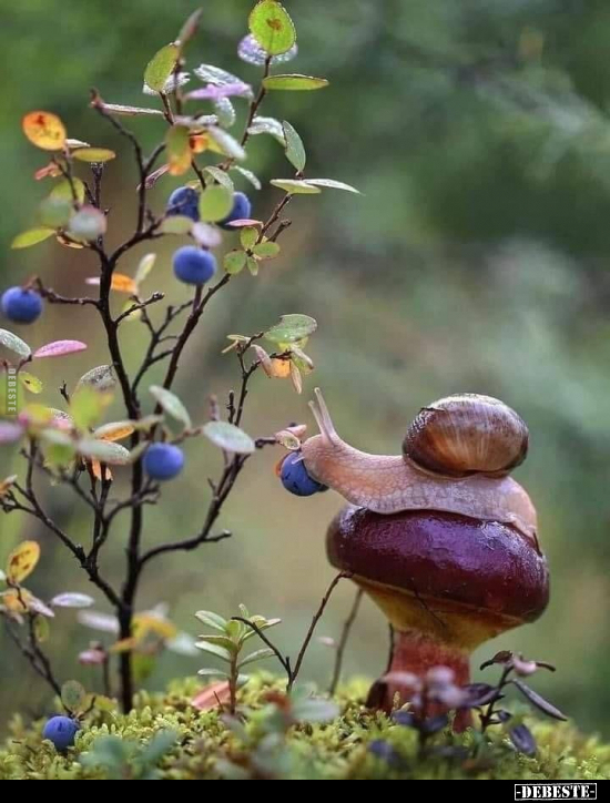  - Lustige Bilder | DEBESTE.de