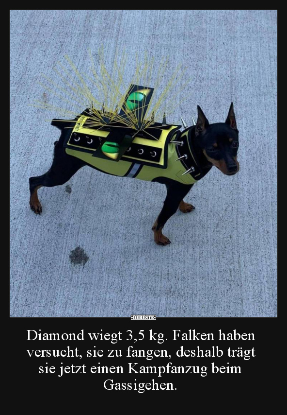 Diamond wiegt 3,5 kg. Falken haben versucht, sie zu.. - Lustige Bilder | DEBESTE.de