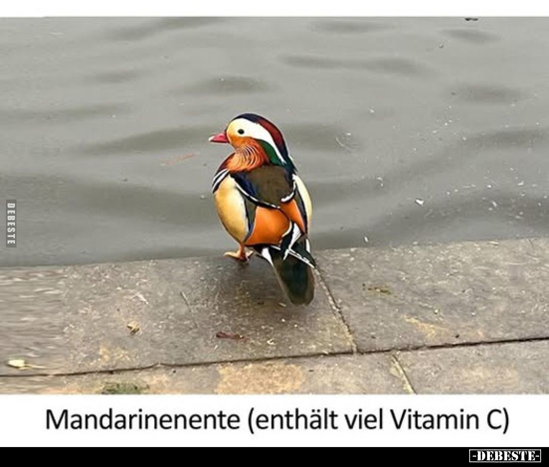 Mandarinenente (enthält viel Vitamin C).. - Lustige Bilder | DEBESTE.de