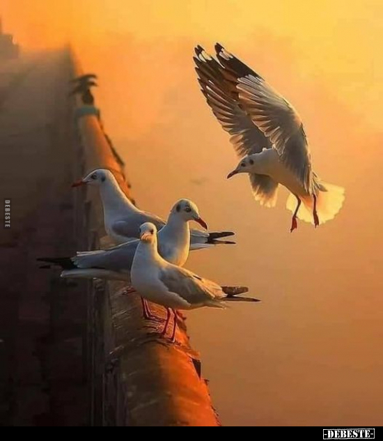  - Lustige Bilder | DEBESTE.de