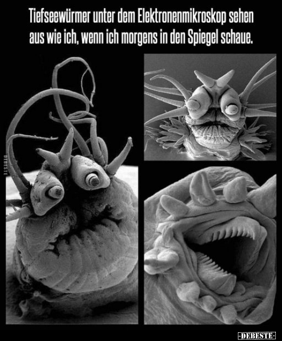 Tiefseewürmer unter dem Elektronenmikroskop sehen aus wie.. - Lustige Bilder | DEBESTE.de