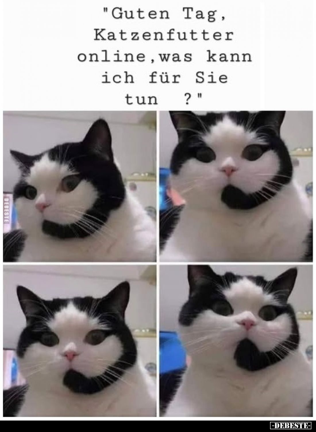 "Guten Tag, Katzenfutter online, was kann ich für Sie tun ?"