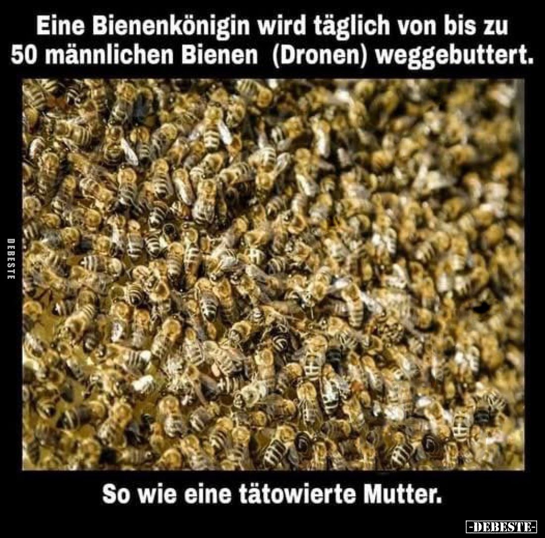 Eine Bienenkönigin wird täglich von bis zu 50 männlichen Bienen (Dronen) weggebuttert. So wie eine tätowierte Mutter.