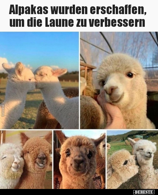 Alpakas wurden erschaffen, um die Laune zu verbessern.. - Lustige Bilder | DEBESTE.de