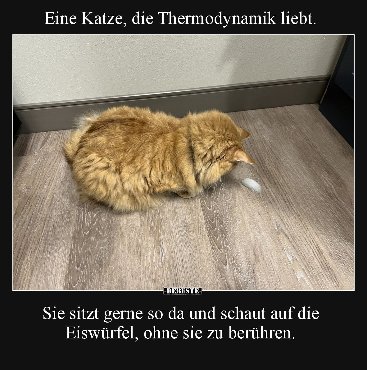 Eine Katze, die Thermodynamik liebt.  Sie sitzt gerne so da und schaut auf die Eiswürfel, ohne sie zu berühren.