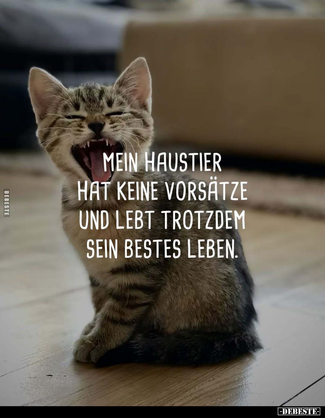 Mein Haustier hat keine Vorsätze und lebt trotzdem sein bestes Leben.