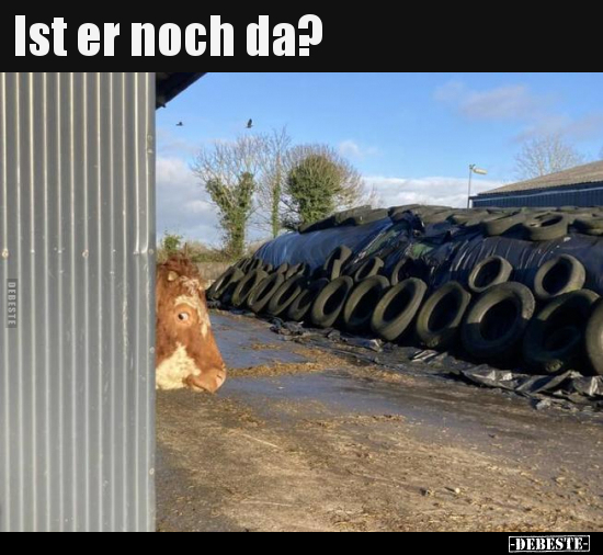 Ist er noch da?.. - Lustige Bilder | DEBESTE.de