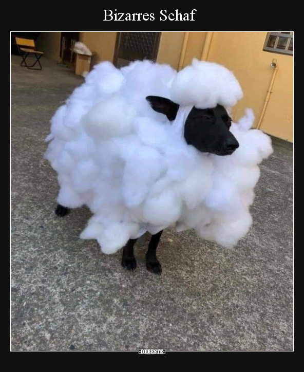 Bizarres Schaf