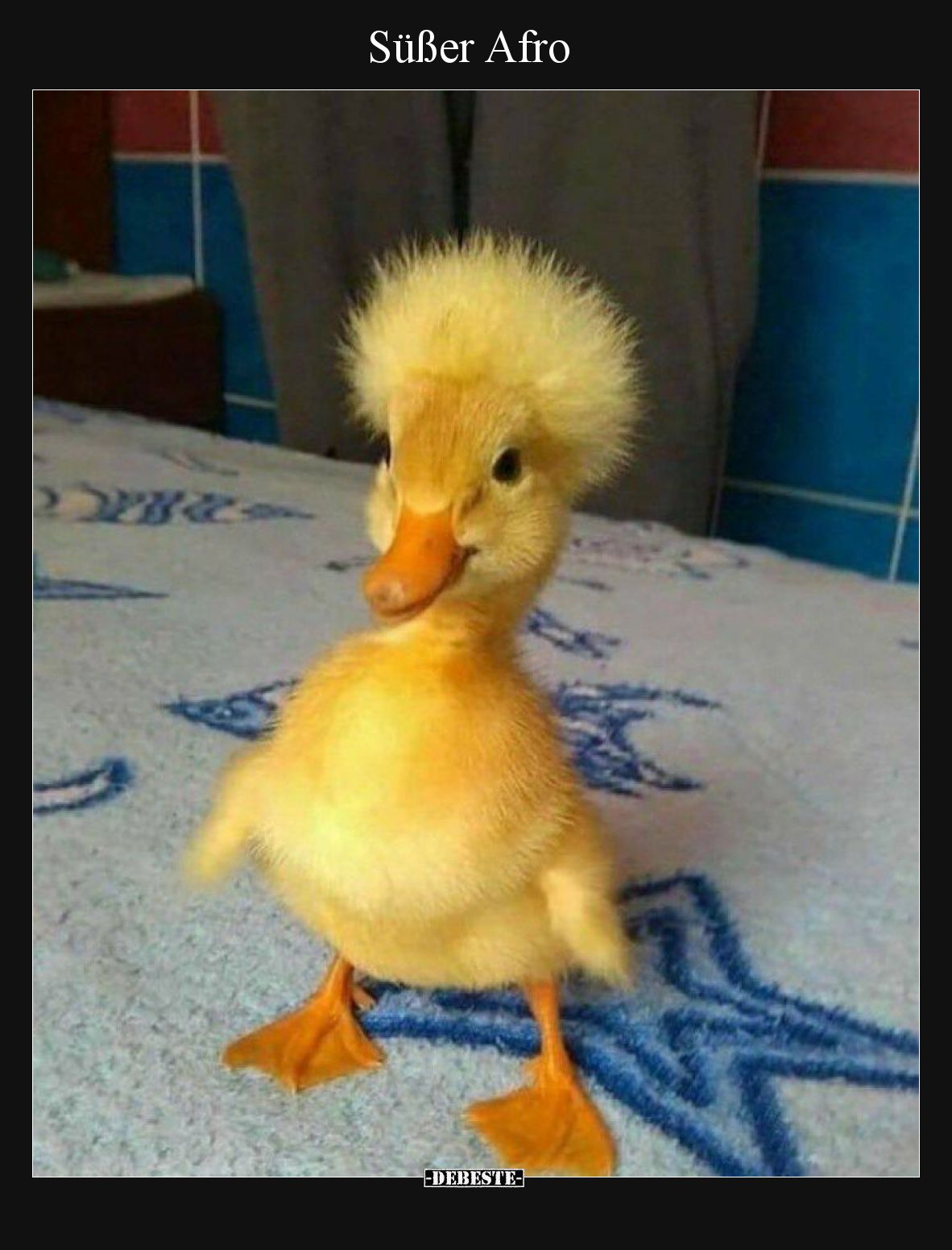 Süßer Afro