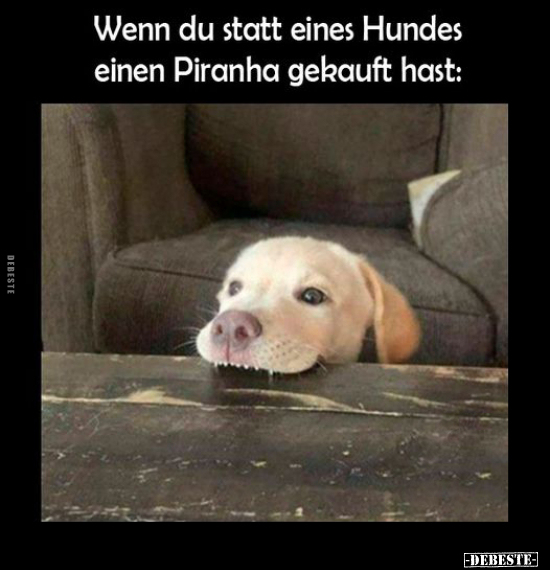 Wenn du statt eines Hundes einen Piranha gekauft hast.. - Lustige Bilder | DEBESTE.de