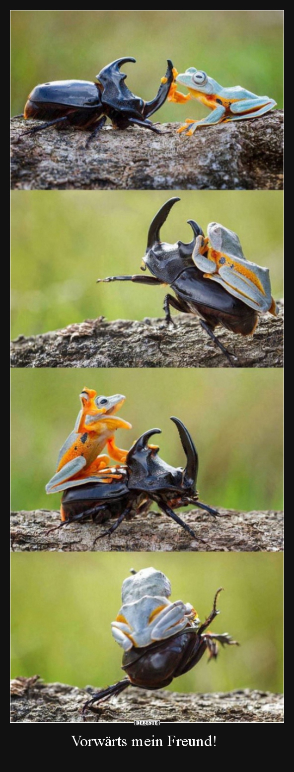 Vorwärts mein Freund!..