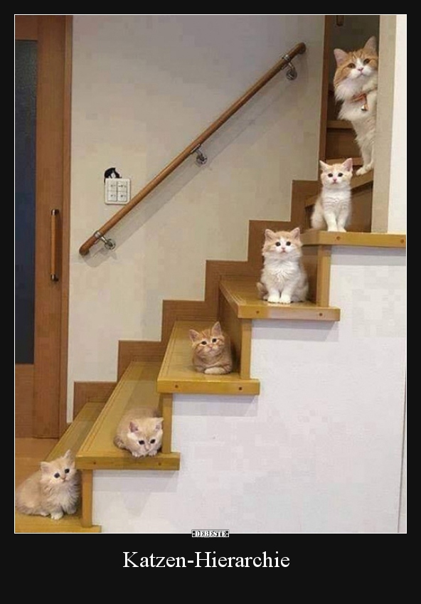 Katzen-Hierarchie..