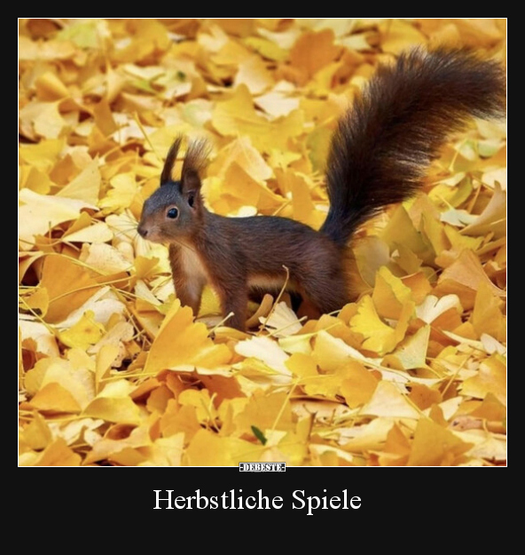 Herbstliche Spiele.. - Lustige Bilder | DEBESTE.de