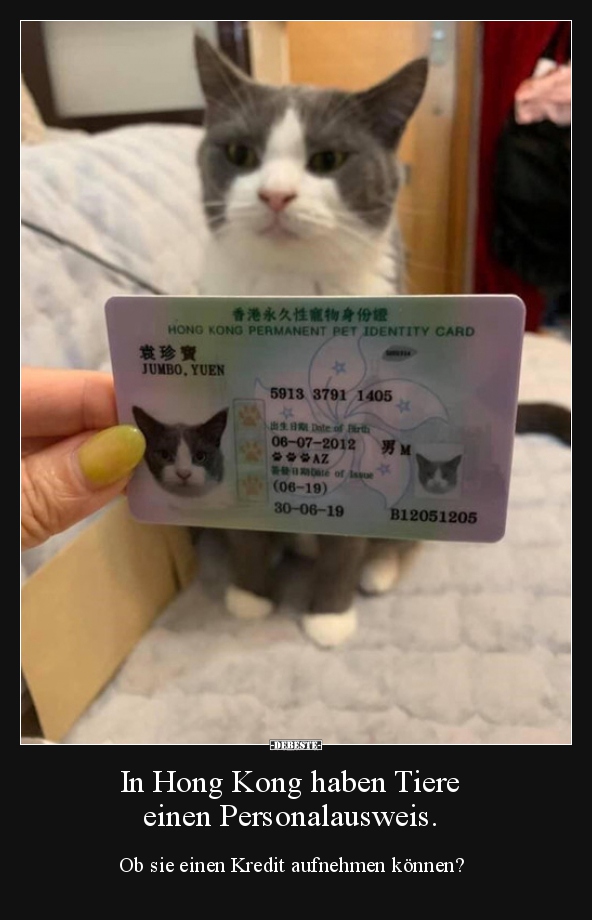 In Hong Kong haben Tiere einen Personalausweis... - Lustige Bilder | DEBESTE.de