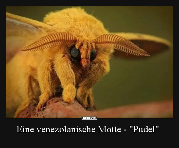 Eine venezolanische Motte - "Pudel".. - Lustige Bilder | DEBESTE.de