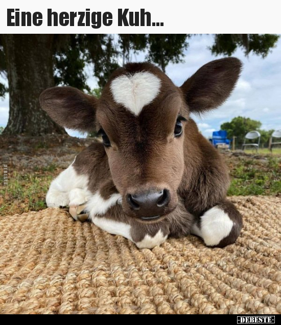 Eine herzige Kuh...