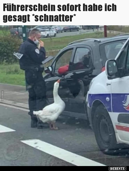 Führerschein sofort habe ich gesagt *schnatter*..