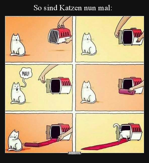 So sind Katzen nun mal..