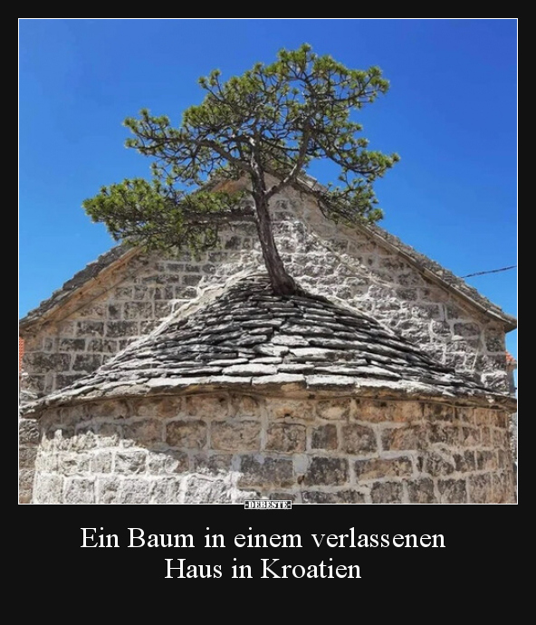 Ein Baum in einem verlassenen Haus in Kroatien.. - Lustige Bilder | DEBESTE.de