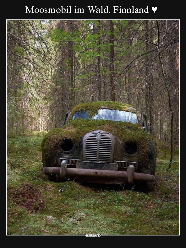 Moosmobil im Wald, Finnland ♥.. - Lustige Bilder | DEBESTE.de