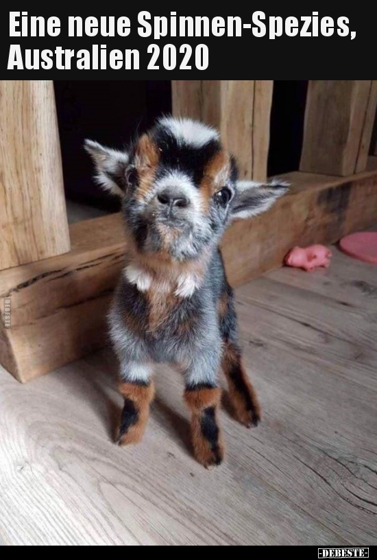 Eine neue Spinnen-Spezies, Australien 2020..