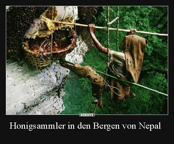 Honigsammler in den Bergen von Nepal.. - Lustige Bilder | DEBESTE.de