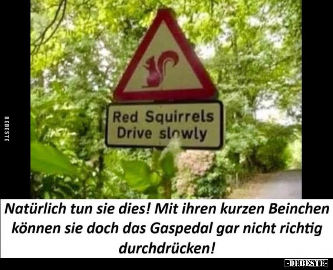 Natürlich tun sie dies! Mit ihren kurzen Beinchen können sie doch das Gaspedal gar nicht richtig durchdrücken!