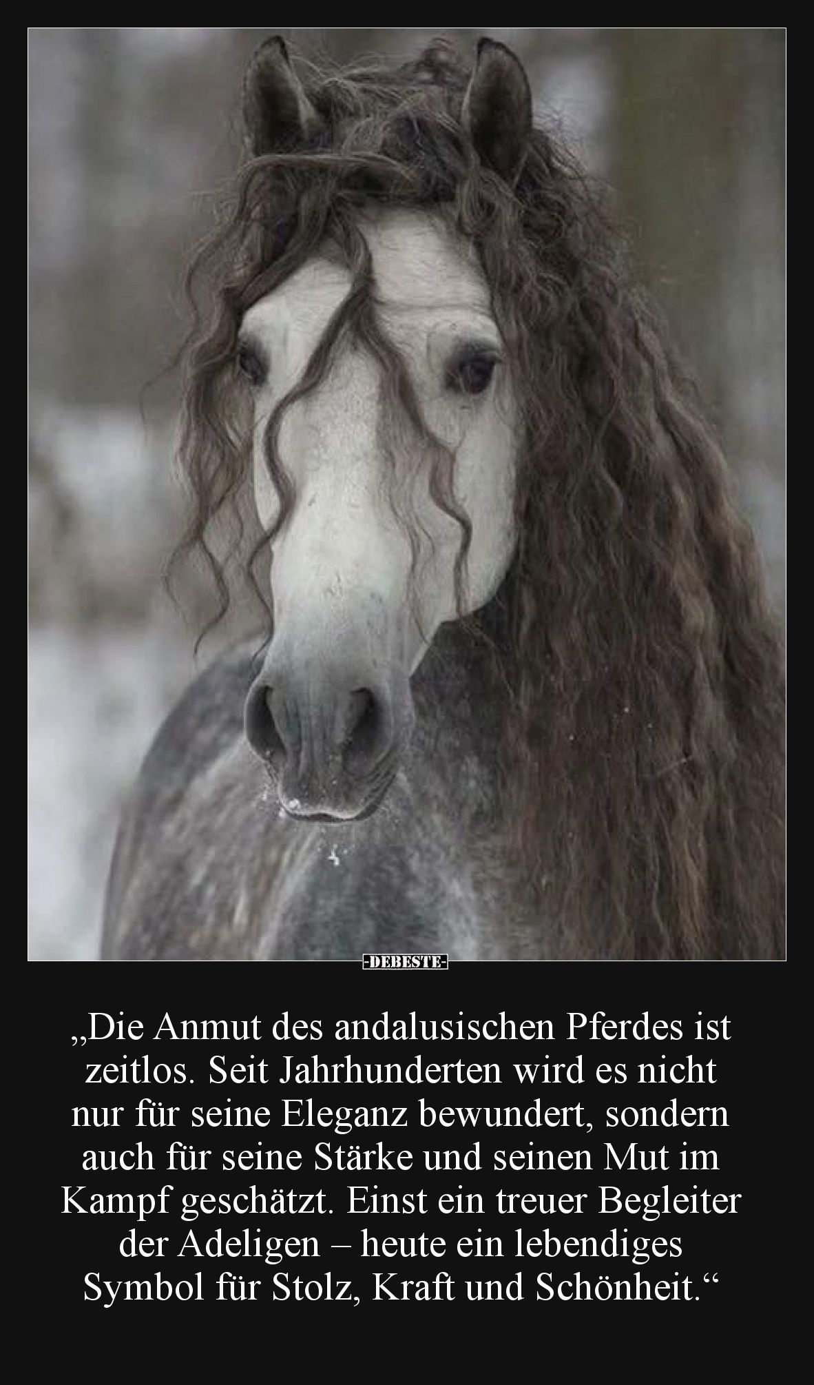 „Die Anmut des andalusischen Pferdes ist zeitlos. Seit Jahrhunderten wird es nicht nur für seine Eleganz bewundert, sondern a...