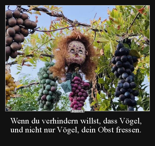 Wenn du verhindern willst, dass Vögel, und nicht nur.. - Lustige Bilder | DEBESTE.de