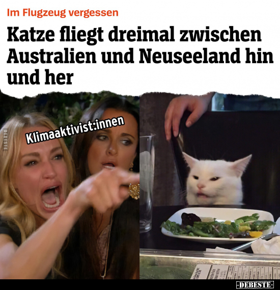 Flugzeug, Im Flugzeug, Katze, Australien