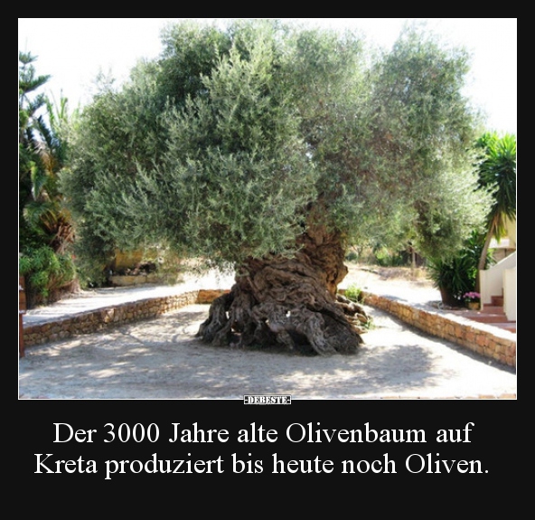 Der 3000 Jahre alte Olivenbaum auf Kreta produziert bis.. - Lustige Bilder | DEBESTE.de