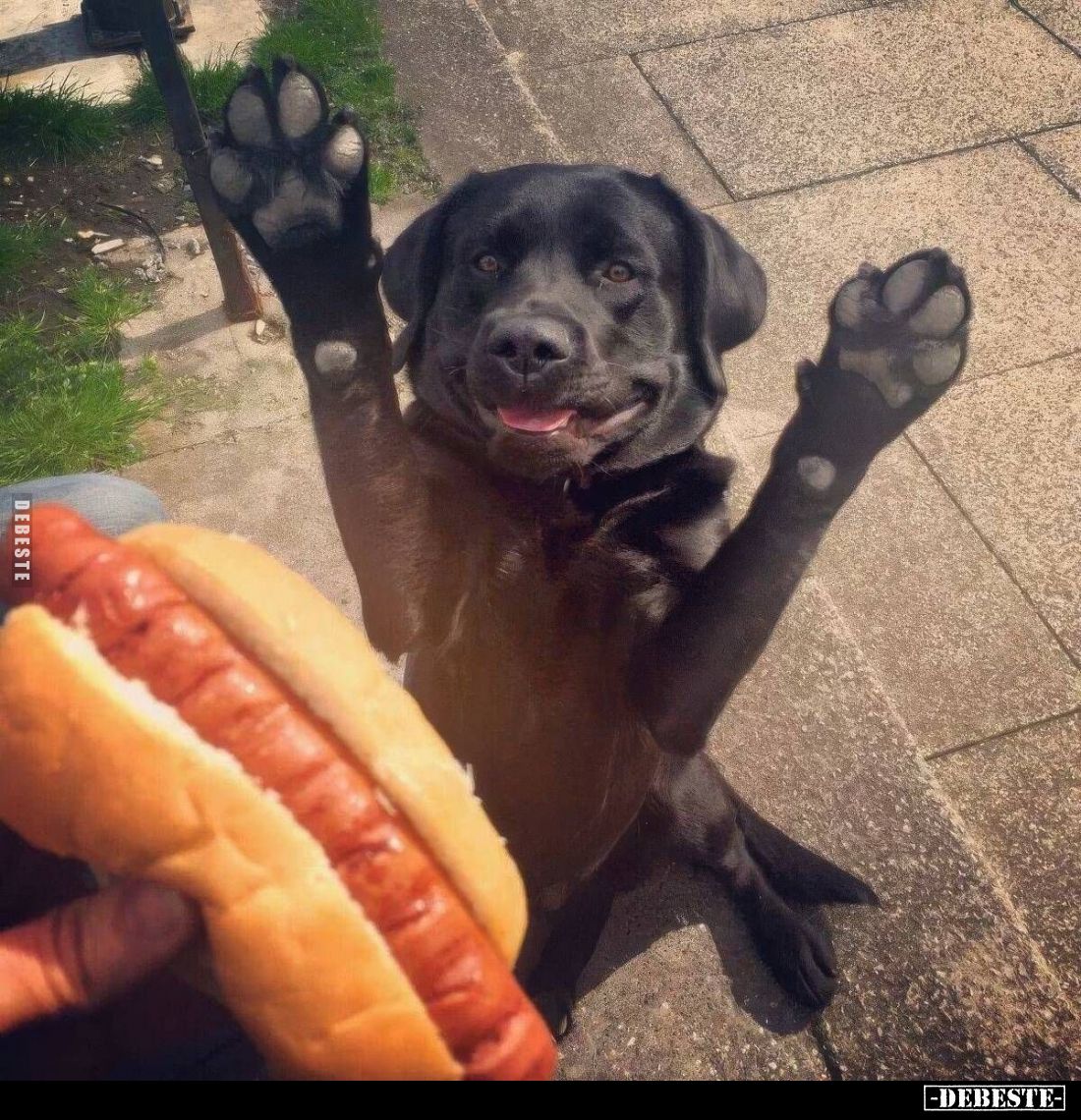  - Lustige Bilder | DEBESTE.de