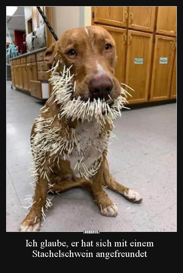 Ich glaube, er hat sich mit einem Stachelschwein..