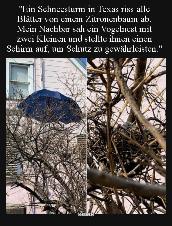"Ein Schneesturm in Texas riss alle Blätter von einem.." - Lustige Bilder | DEBESTE.de