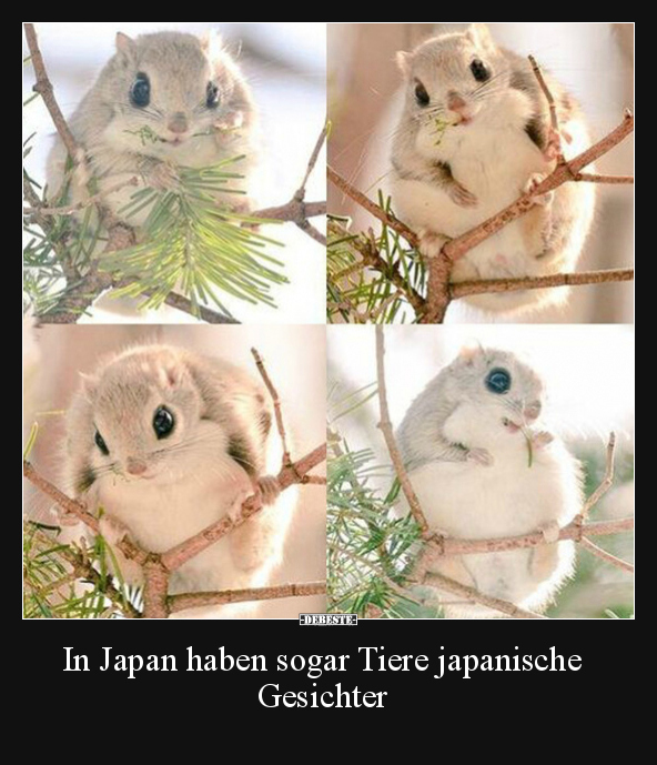 In Japan haben sogar Tiere japanische Gesichter.. - Lustige Bilder | DEBESTE.de