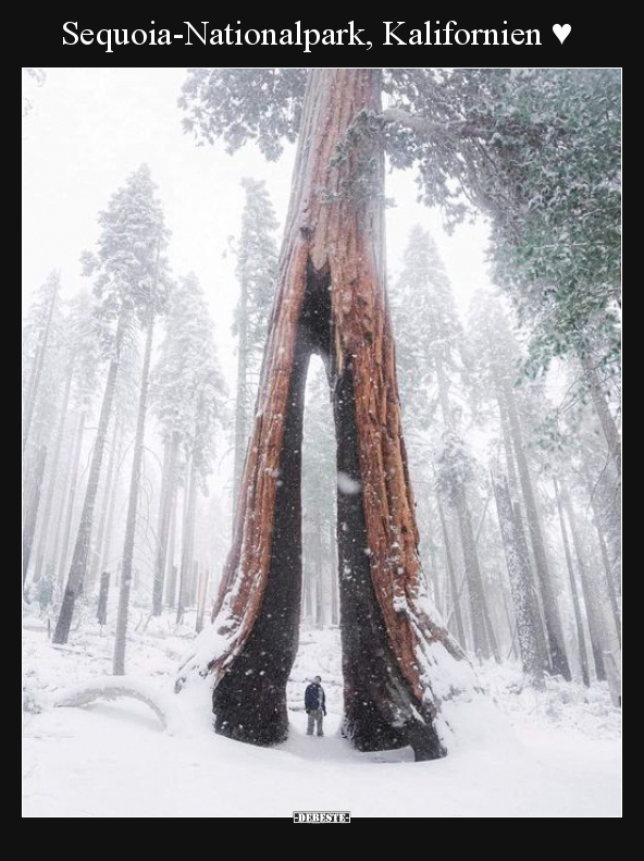 Sequoia-Nationalpark, Kalifornien ♥.. - Lustige Bilder | DEBESTE.de